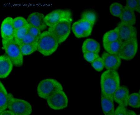 HUABIO ET7106-97 image 3