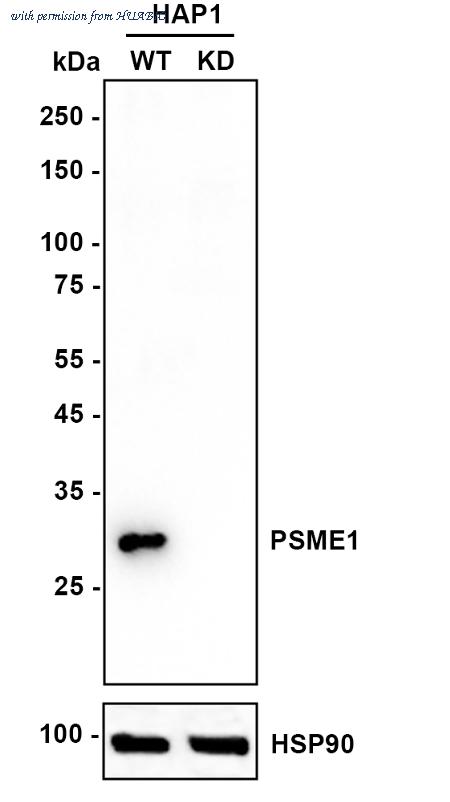 HUABIO ET7106-98 image 2