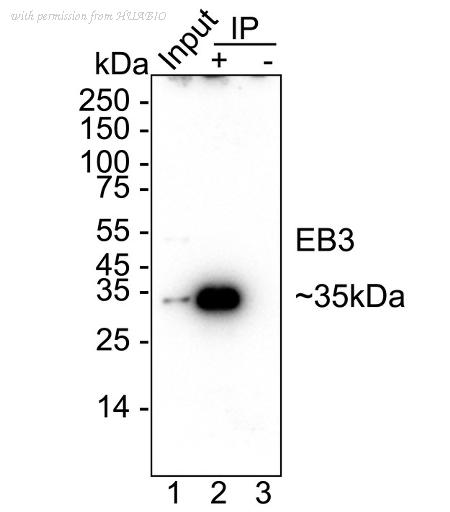HUABIO ET7106-99 image 2