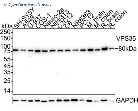 HUABIO ET7107-01 image 1