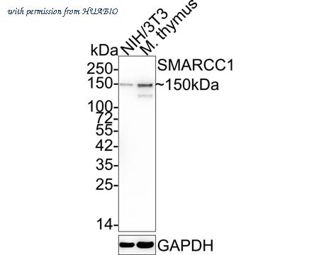 HUABIO ET7107-12 image 2