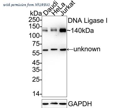 HUABIO ET7107-14 image 1