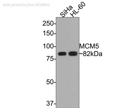 HUABIO ET7107-15 image 1