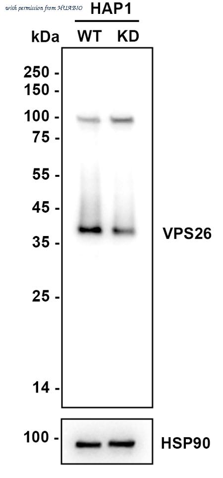 HUABIO ET7107-21 image 2