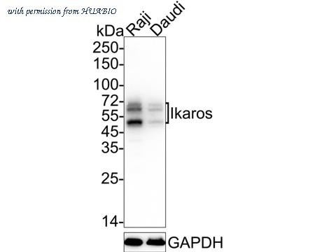 HUABIO ET7107-25 image 1