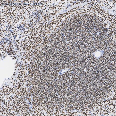 HUABIO ET7107-25 image 2