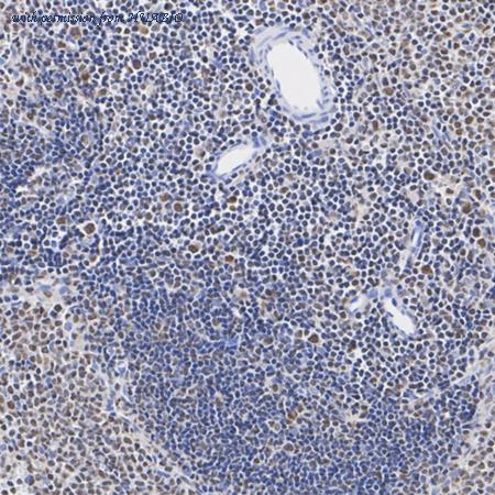 HUABIO ET7107-25 image 3