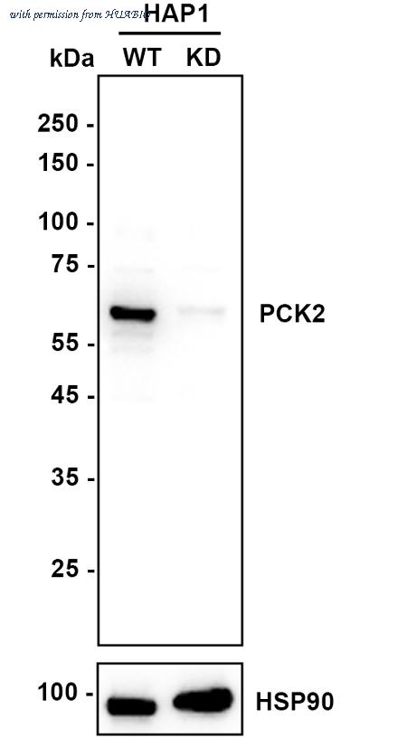 HUABIO ET7107-29 image 2