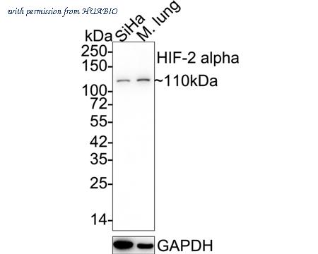 HUABIO ET7107-32 image 1