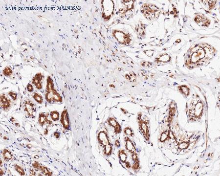 HUABIO ET7107-32 image 2