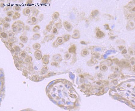 HUABIO ET7107-32 image 3