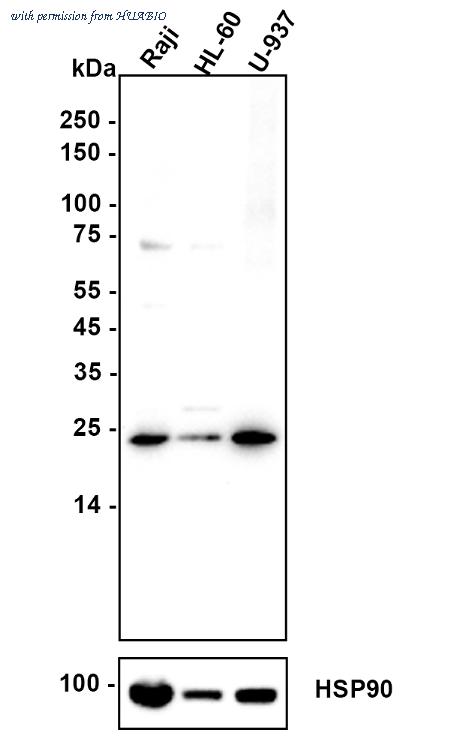 HUABIO ET7107-36 image 1