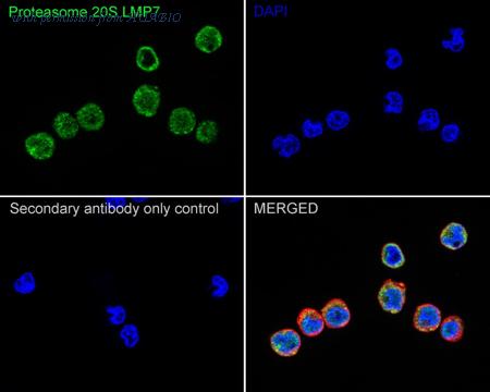 HUABIO ET7107-36 image 2