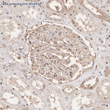 HUABIO ET7107-36 image 3