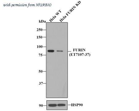 HUABIO ET7107-37 image 1