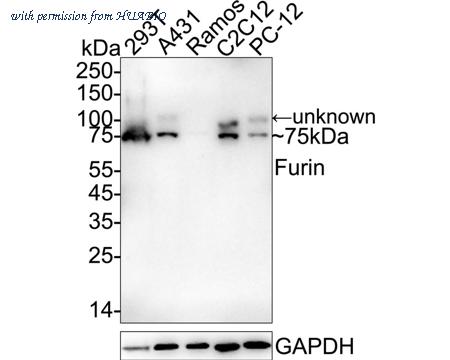 HUABIO ET7107-37 image 2