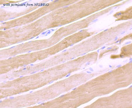 HUABIO ET7107-39 image 1