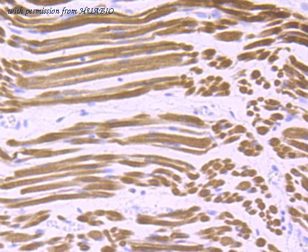 HUABIO ET7107-39 image 2