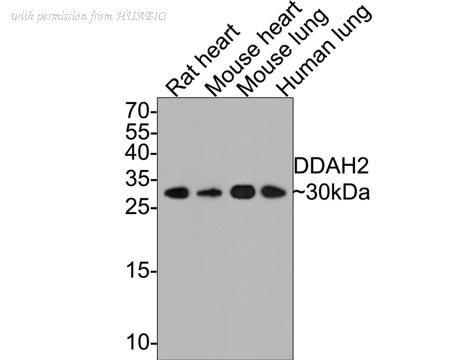 HUABIO ET7107-41 image 1