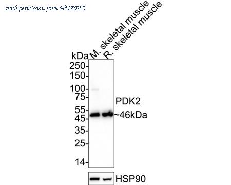HUABIO ET7107-46 image 1