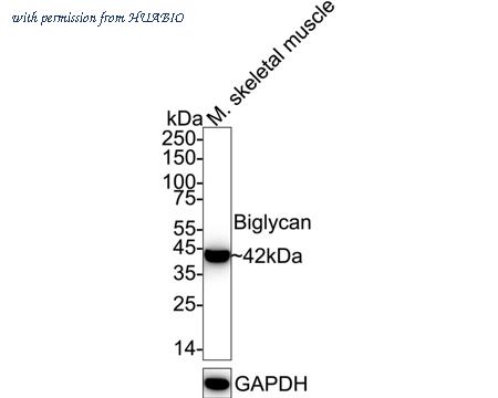 HUABIO ET7107-48 image 1