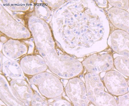 HUABIO ET7107-48 image 3