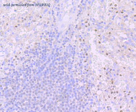 HUABIO ET7107-49 image 2