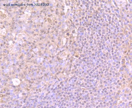 HUABIO ET7107-49 image 3