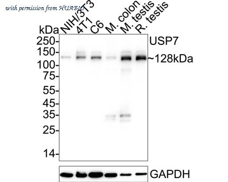 HUABIO ET7107-53 image 2