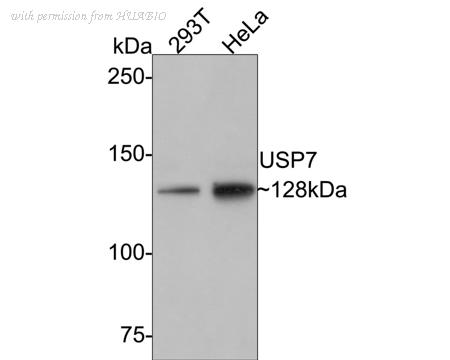 HUABIO ET7107-53 image 3