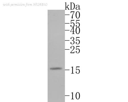 HUABIO ET7107-54 image 1