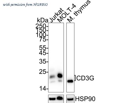 HUABIO ET7107-55 image 1