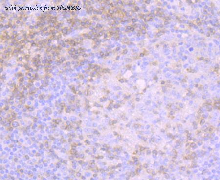 HUABIO ET7107-55 image 2