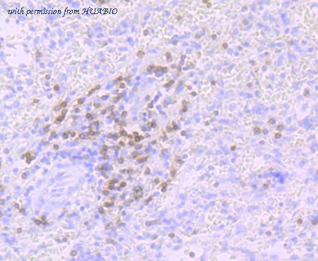 HUABIO ET7107-55 image 3