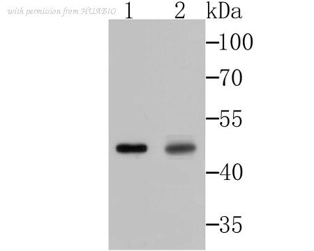 HUABIO ET7107-56 image 1