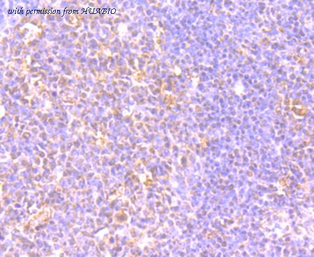 HUABIO ET7107-58 image 2