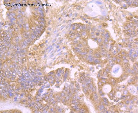 HUABIO ET7107-58 image 3