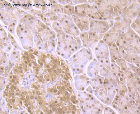 HUABIO ET7107-59 image 2