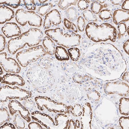 HUABIO ET7107-61 image 2