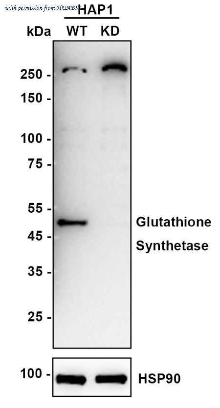 HUABIO ET7107-62 image 1