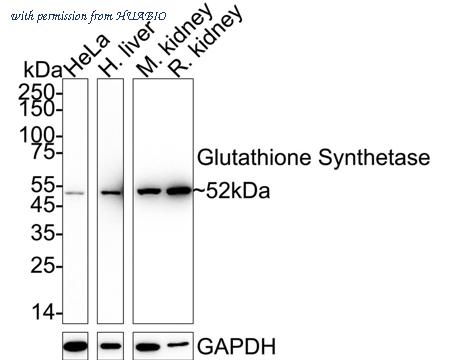 HUABIO ET7107-62 image 2