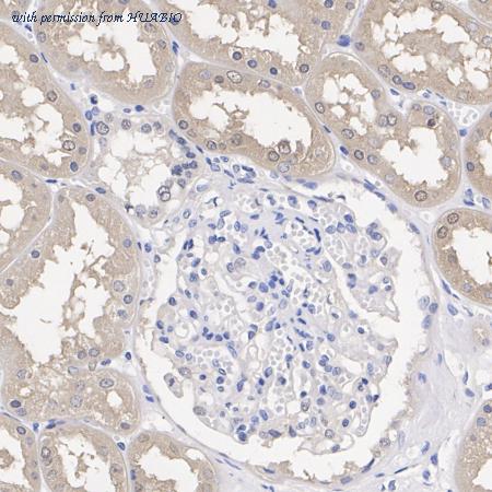 HUABIO ET7107-62 image 3