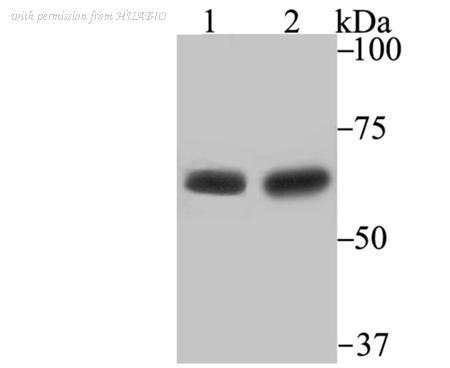 HUABIO ET7107-63 image 1