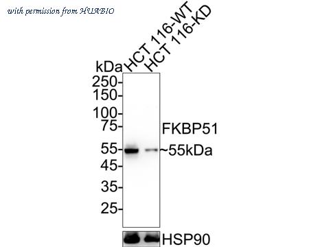 HUABIO ET7107-64 image 1