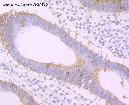 HUABIO ET7107-68 image 2