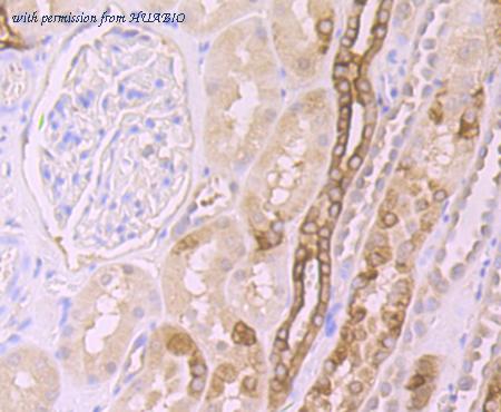 HUABIO ET7107-68 image 3