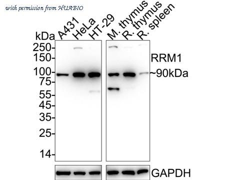HUABIO ET7107-72 image 1