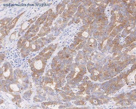 HUABIO ET7107-72 image 2