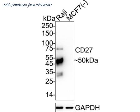 HUABIO ET7107-73 image 1