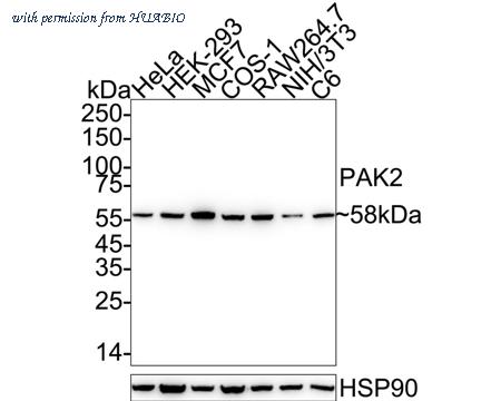 HUABIO ET7107-79 image 1